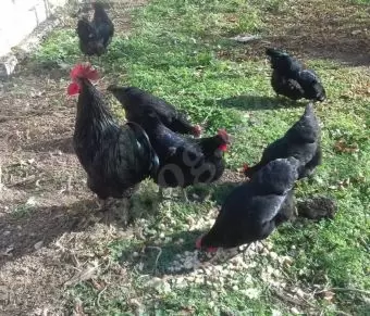 Avstrolop yumurtası