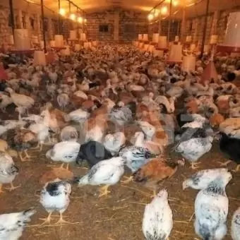 Çolpalar
