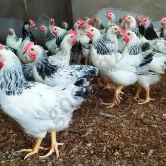 Çolpalar