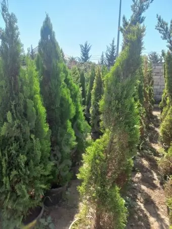 Həmişə yaşıl (dekorativ ağaçlar)
