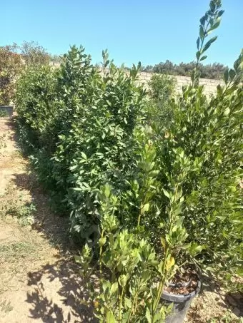 Həmişə yaşıl (dekorativ ağaçlar)