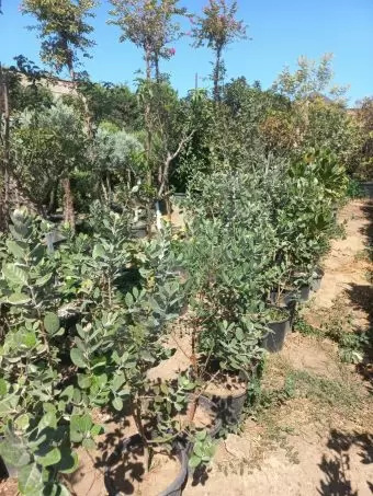 Həmişə yaşıl (dekorativ ağaçlar)