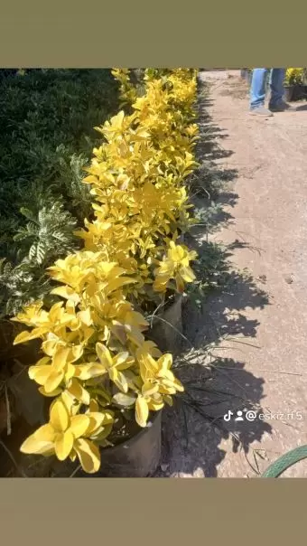 Həmişə yaşıl (dekorativ ağaçlar)