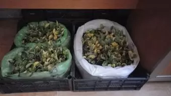 Həmişə yaşıl (dekorativ ağaçlar)
