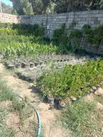 Həmişə yaşıl (dekorativ ağaçlar)