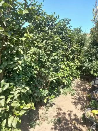 Həmişə yaşıl (dekorativ ağaçlar)