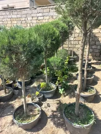 Həmişə yaşıl (dekorativ ağaçlar)