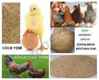 Quşlar üçün proteinli yem