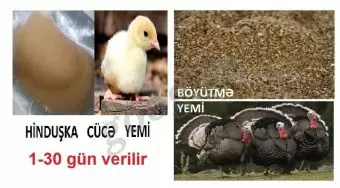 Quşlar üçün proteinli yem