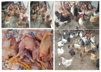 Yumurtlayan kənd toyuqları