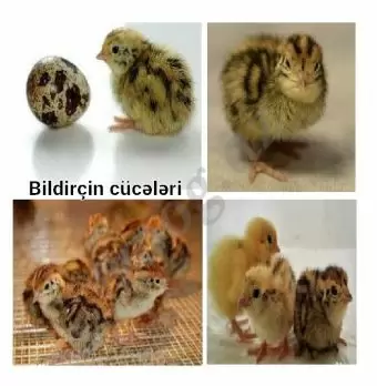 Bildirçin cücələri