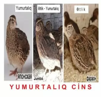 Bildirçin Jumbo