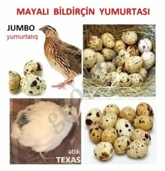 Mayalı Jumbo bildriçin yumurtası