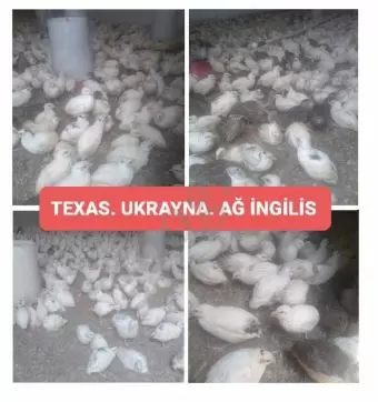 Bildirçin Texas