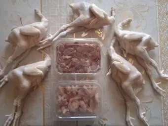 Serebrist çolpalar