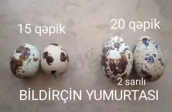 Bildirçin yumurtası