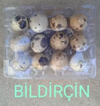 Bildirçin yumurtası