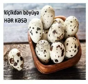 Bildirçin yumurtası