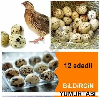 Bildirçin yumurtası
